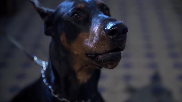 Doberman: intelligent, loyal, and protective.