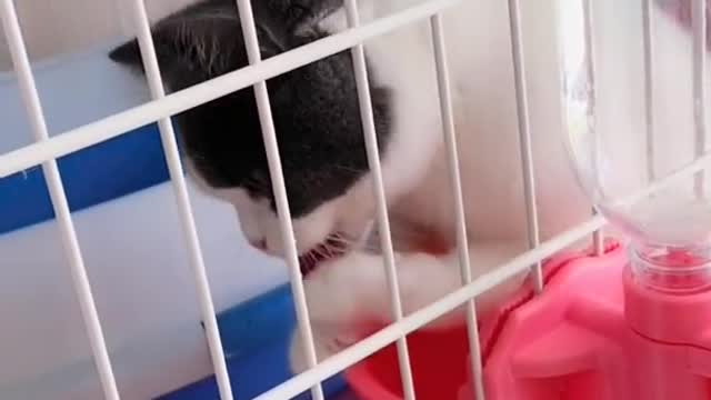 OMG So Cute Cats ♥ Best Funny Cat ❤️🐈Videos 2021 #shorts