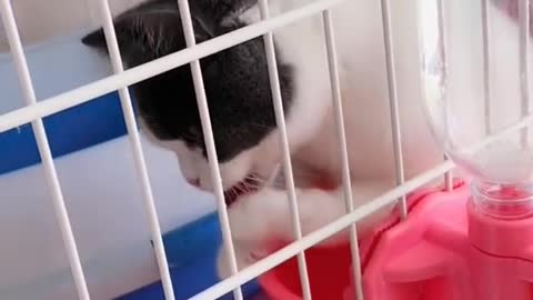 OMG So Cute Cats ♥ Best Funny Cat ❤️🐈Videos 2021 #shorts