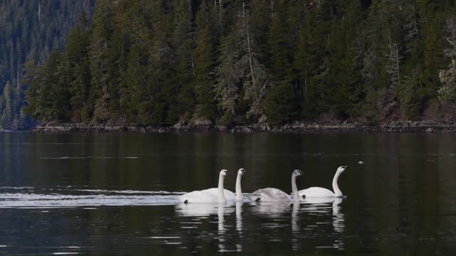 Couples Of Trumpeter Swans Swimming In Bond