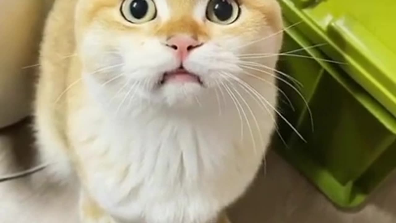 Animais Engraçados / Cute animals funny video