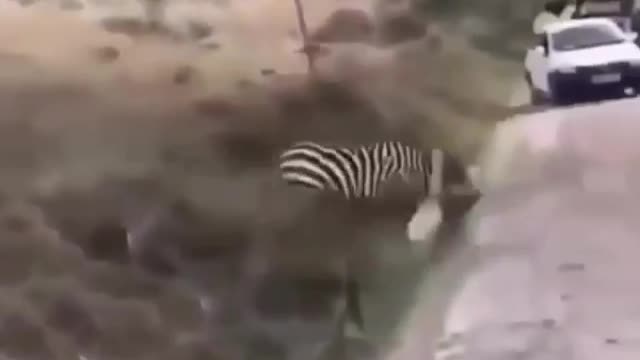 Fierce Battle between Lions and Zebras