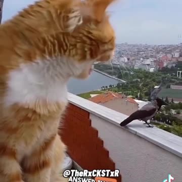 Bird & Cat Conversation 🤣