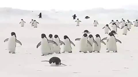 Penguins play happily in the snow