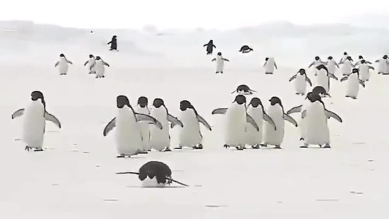 Penguins play happily in the snow