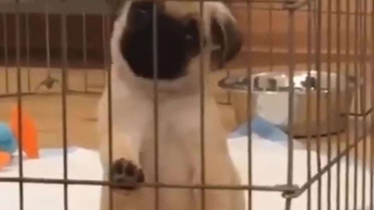 🥰#cutestdogfunnyvideo|| FUNNY SHORTS🔥