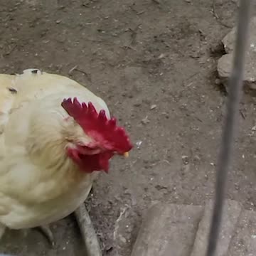 Moving Young Chickens In With Adult Chickens!!