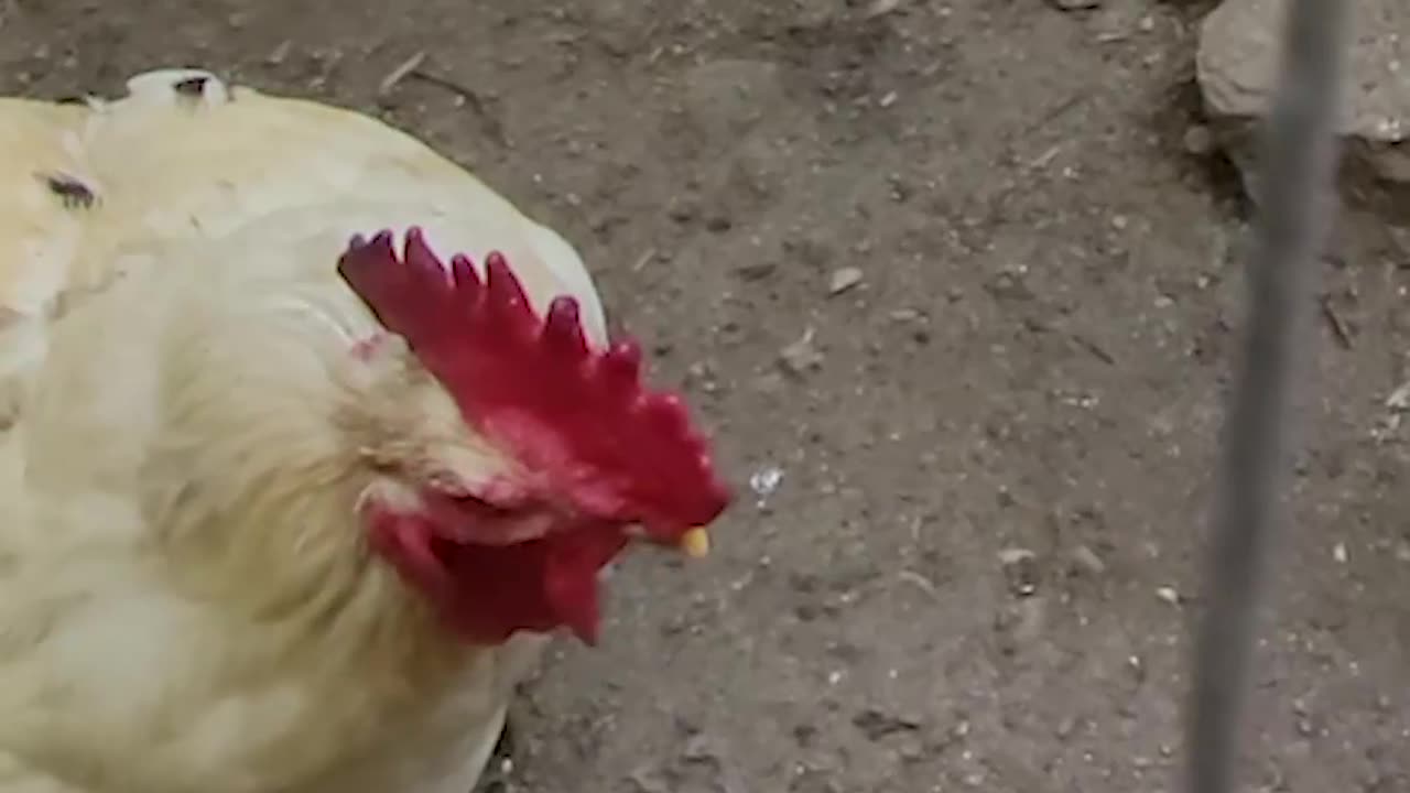 Moving Young Chickens In With Adult Chickens!!