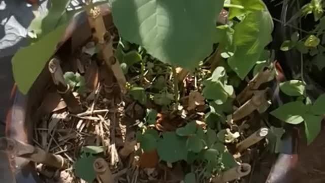 The previously planted bamboo in the flowerpot died and an unknown tree grew again