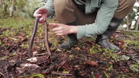 GIANT EARTHWORM DISCOVERED IN ECUADOR_Cut