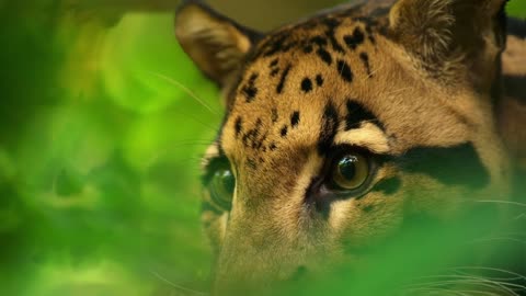 These ADORABLE Clouded Leopards Won’t Stop Playing Animals at Play - Smithsonian Channel