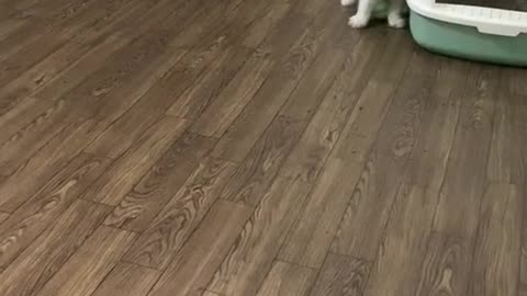 Cat's funny Play time