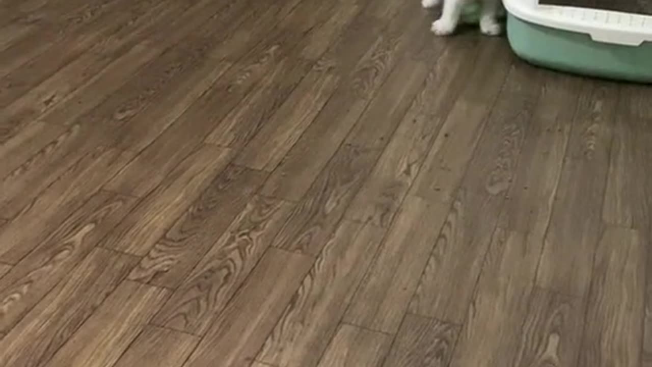 Cat's funny Play time