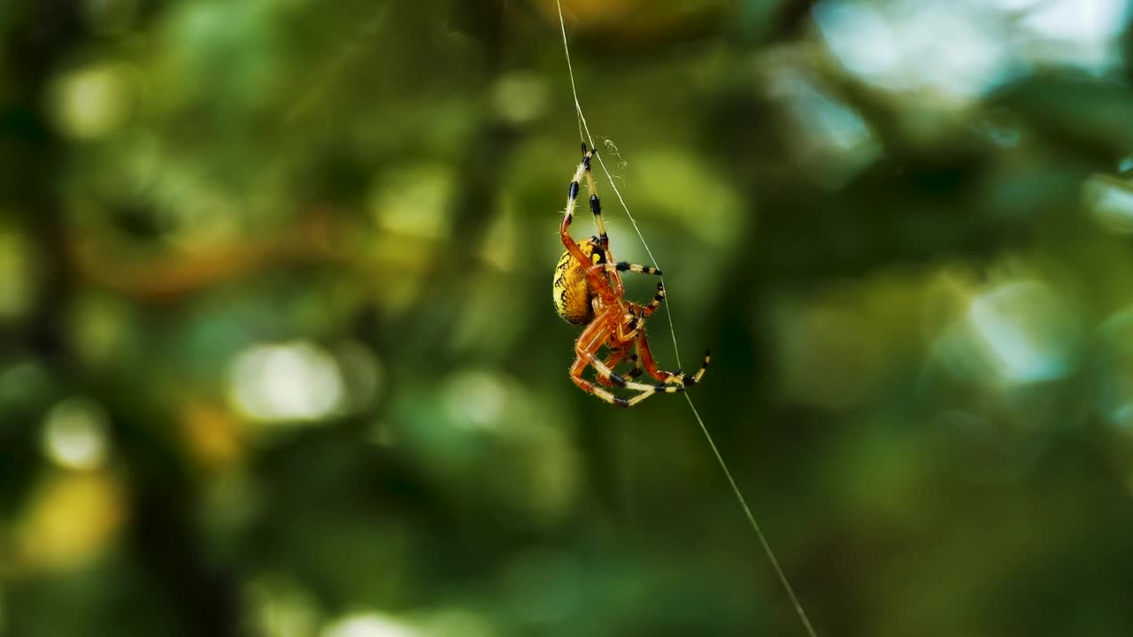 Spider Arachnid Insect Bug Web Cobweb Animal