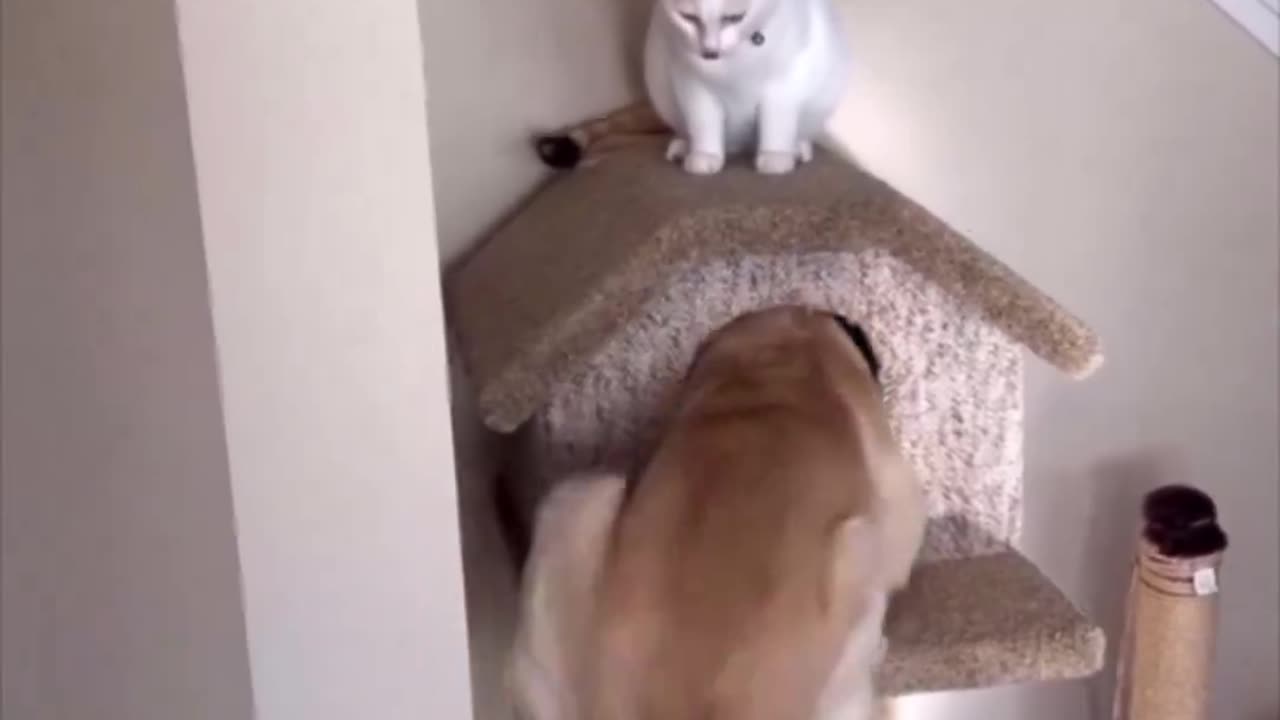 Dog Does Cat Imitation