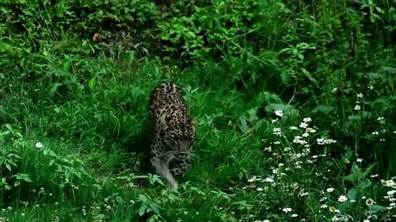 leopard of Pakistan