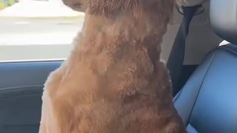 Benny’s Dramatic Return from the Groomers