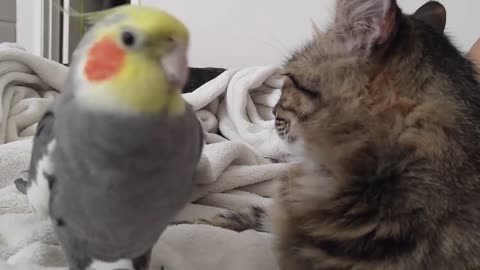 Kit the cockatiel singing and talking to the cat,#talking parrot#cute parrot and cat#singing