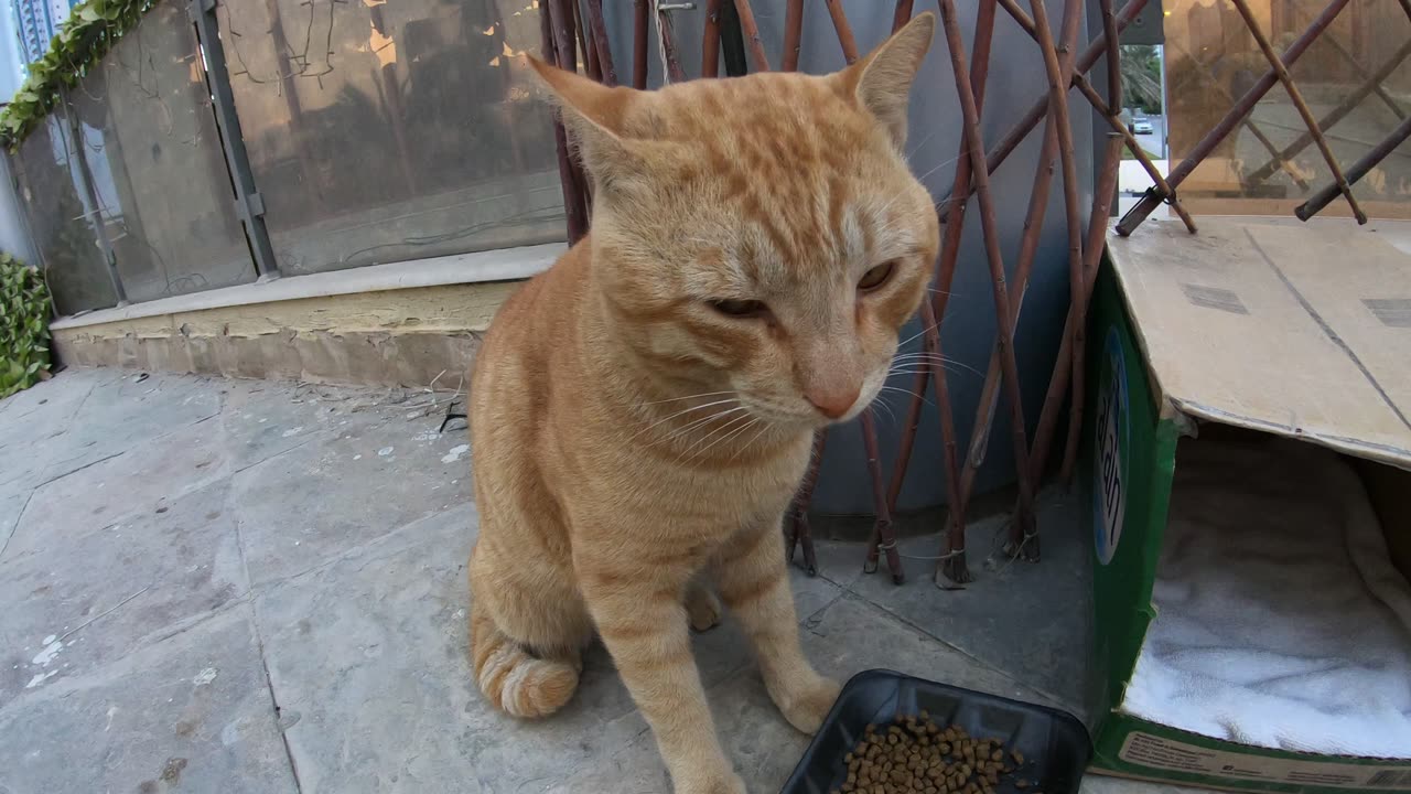 Homeless cats in Ras Al Khaimah, UAE: ED SHEERAN & CHRIS MARTIN #EdSheeran #ChrisMartin #TheVoice