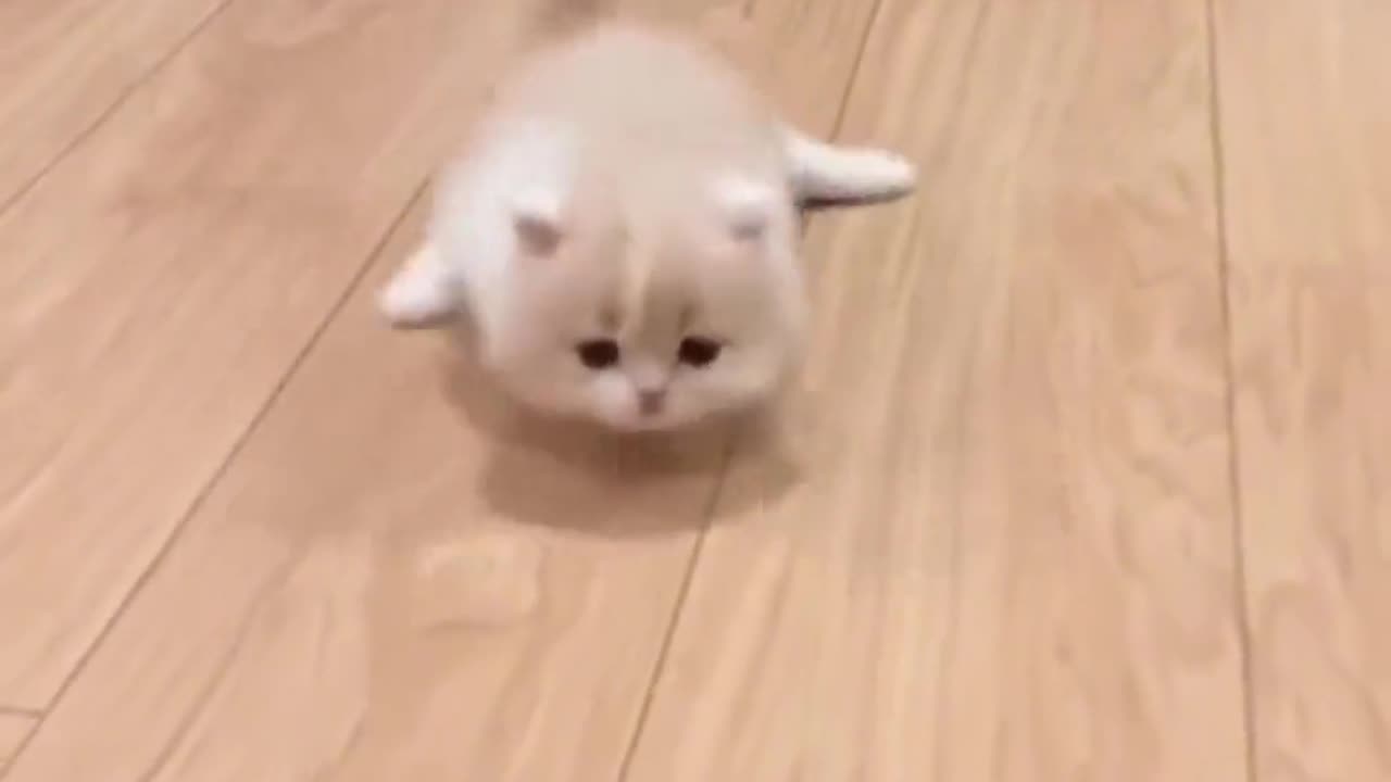 Cute Pets [Part - 1]
