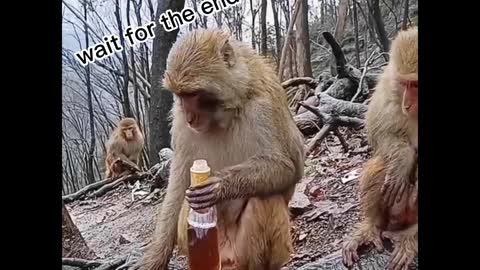 Monkey drinking alcohol - funny moment😂