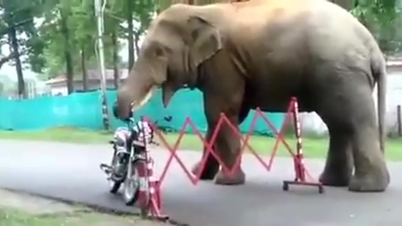 Elephant comedy