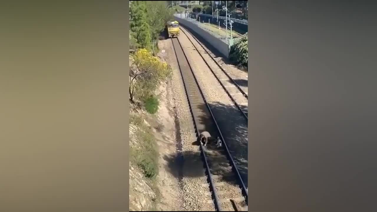 Man Saves Dog Tied To Train Tracks - Oscar winning fake Hero