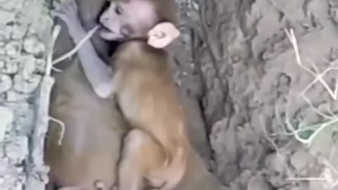 Monkey baby crying after mother death