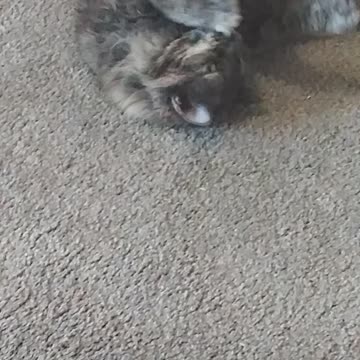 Flufg enjoying her catnip