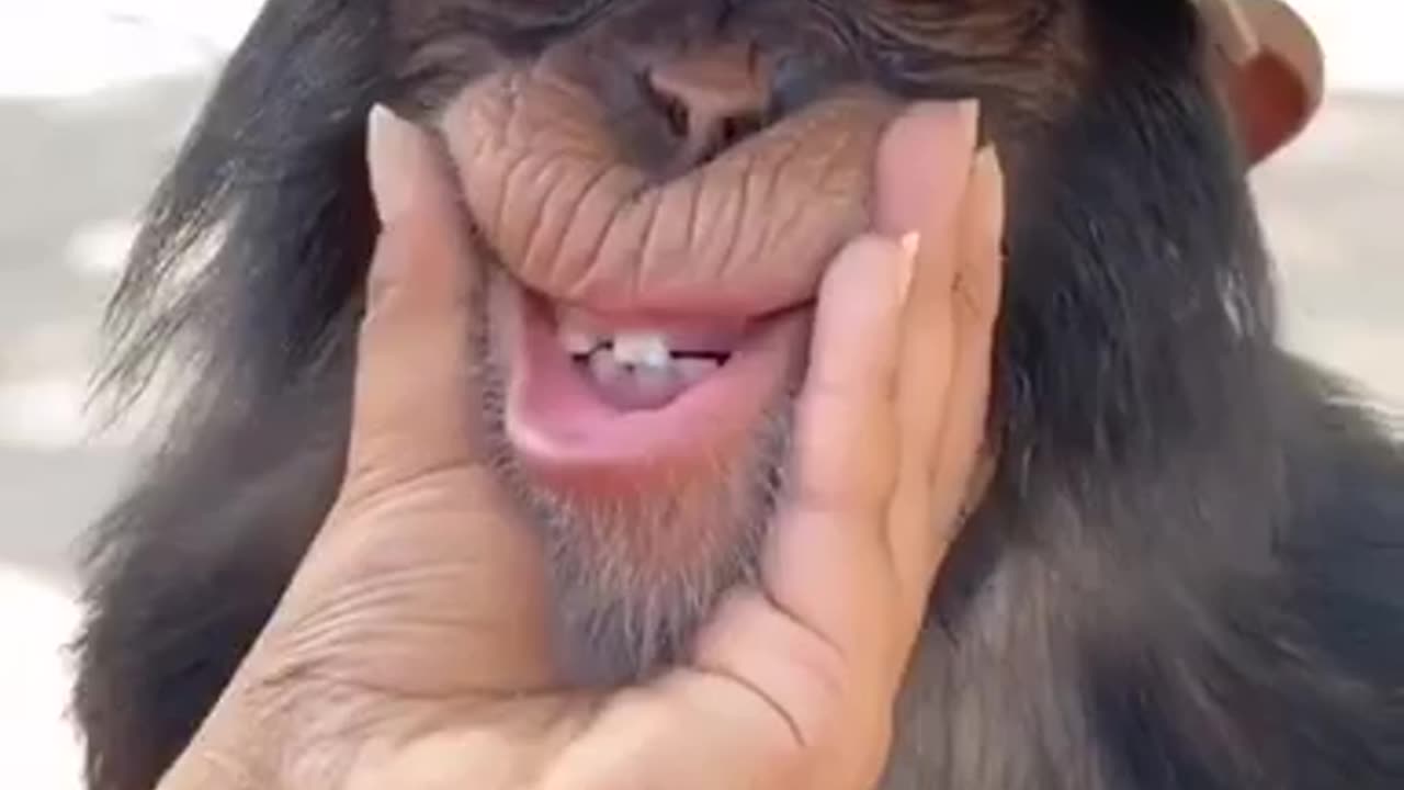 This Monkey 🙊 is so funny 🤣