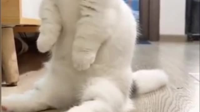 I don't think I have a cat