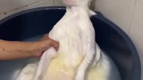 This is the milk, the cat cries