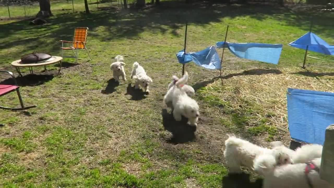 Ten Happy Puppies Having A Squad Reunion