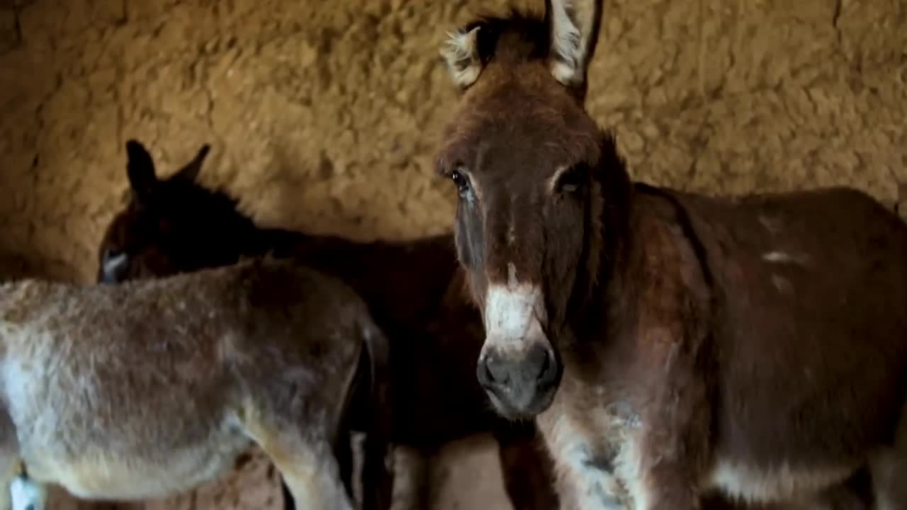 #15 Super funny video animals_Donkey and Donkeys meeting groom each other — 24 June . 2022