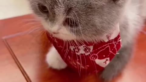 Funny Cutest cat