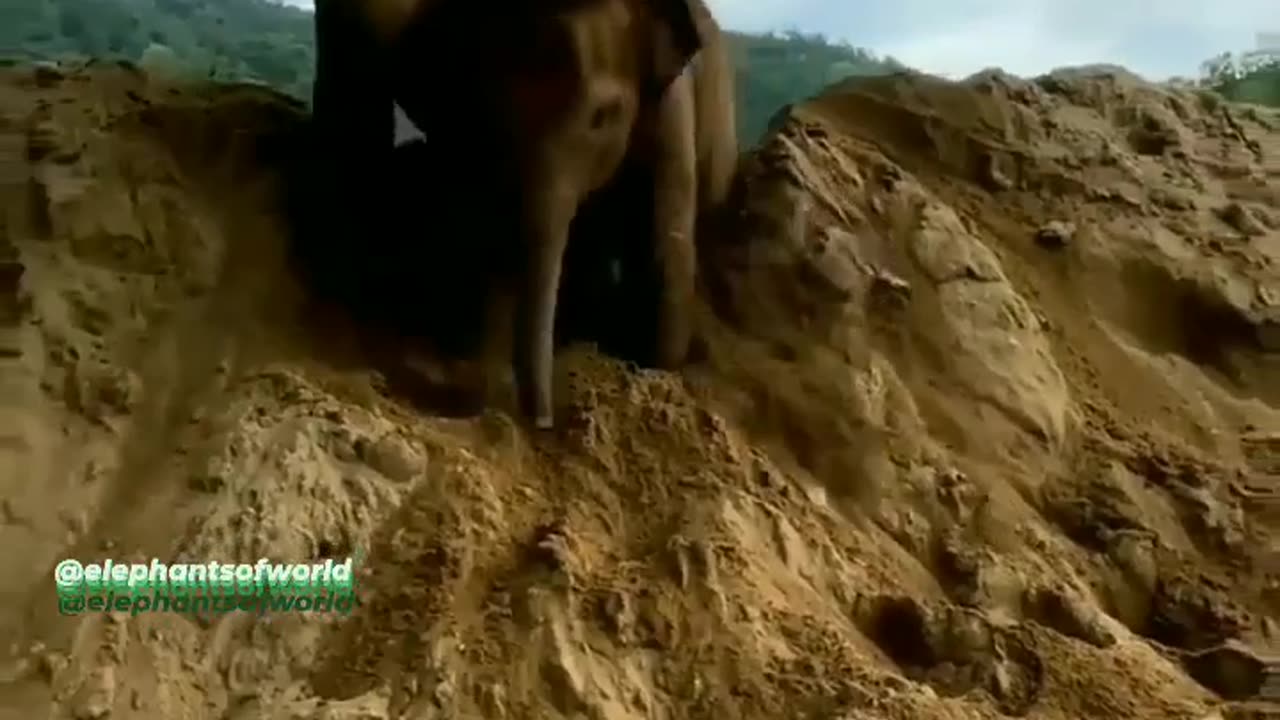 Funny elephant# video##