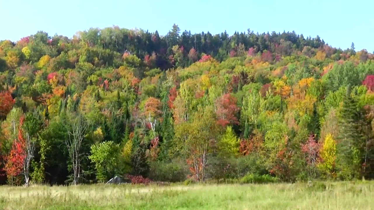 Fall Foliage