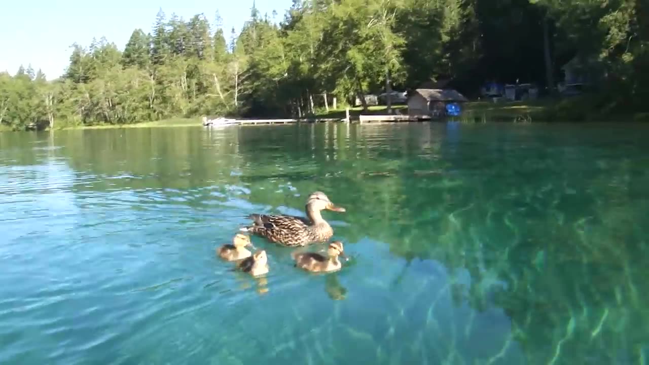 Ducks swimming underwater - crystal clear water - close up -