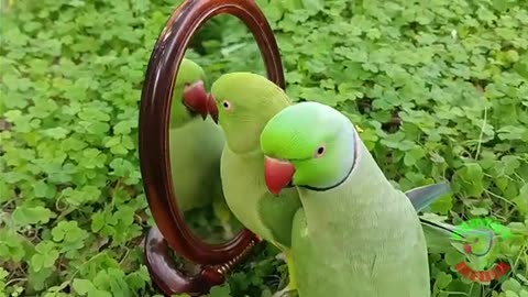 Talking parrots || Cute Talking parrots || Parrots are Playing together