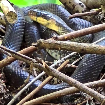 A beautiful Aesculapian snake in the forest