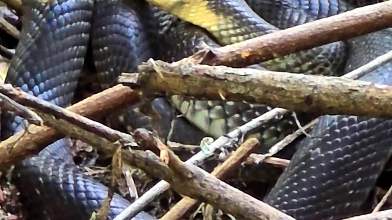 A beautiful Aesculapian snake in the forest