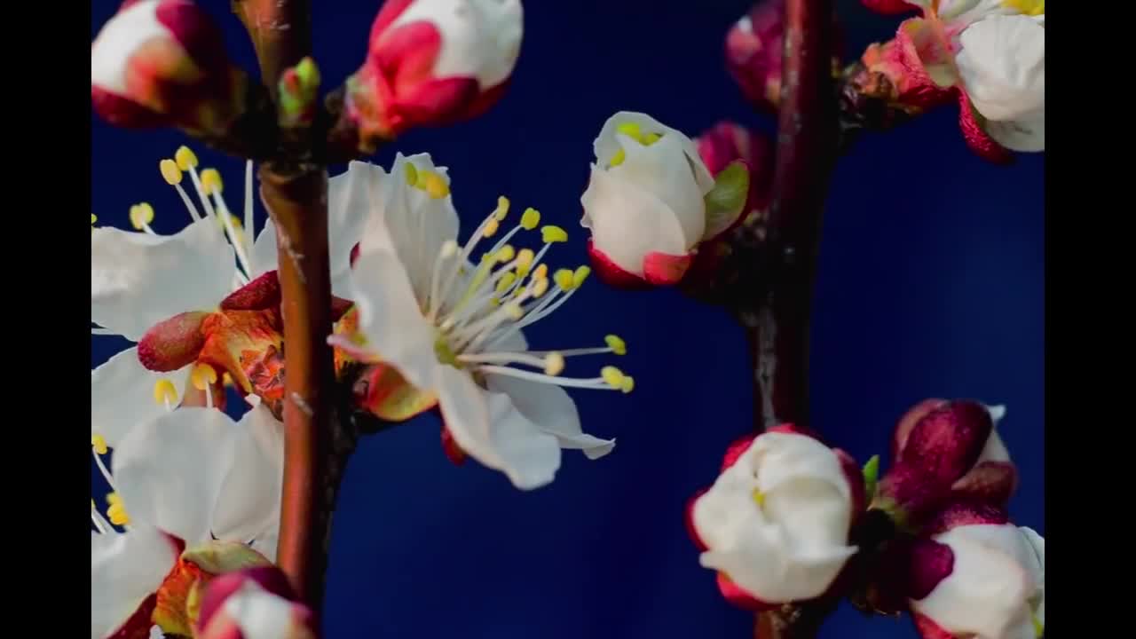 Blooming Flowers Timelapse