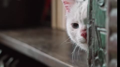 cute cat hiding behind door