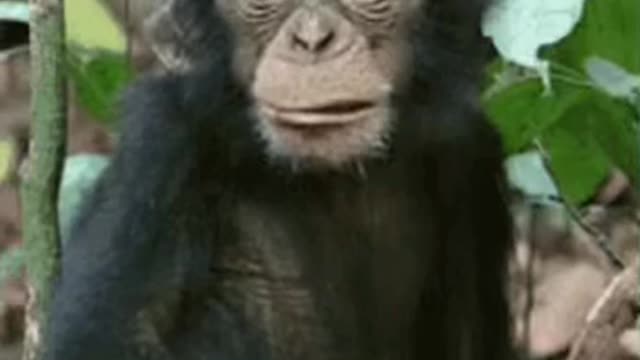 Cute Monkey Gif! 🙈