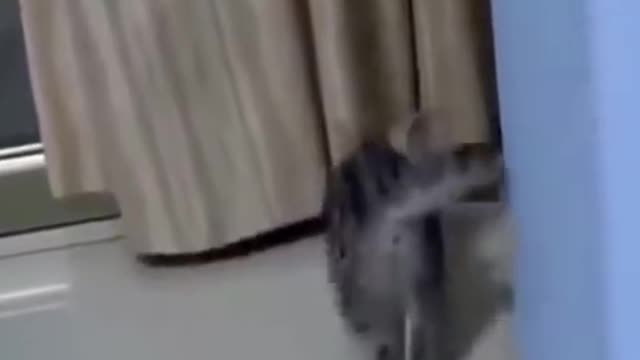 Funny Cat Video 😂