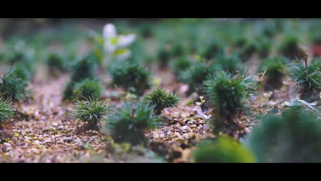 BONSAI AZUMA GOYOMATSU