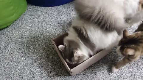 Thoes cat gangs said 'if it fits, I sit'