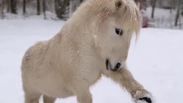 Mini horse in the snow