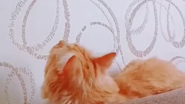 Feline Funnies: A Hilarious Cat Video Compilation