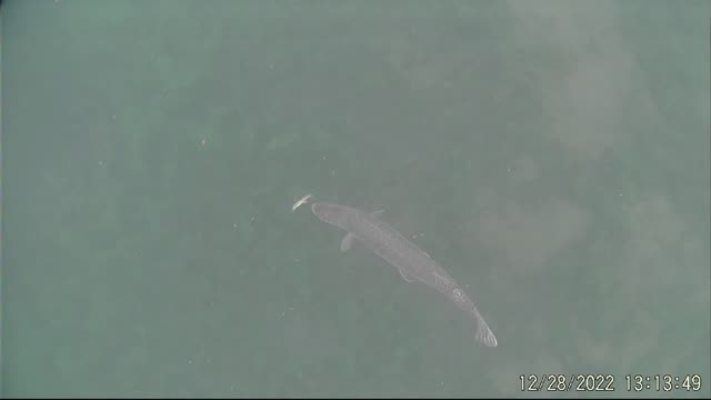 Pike Turns Up Nose to Waterdog